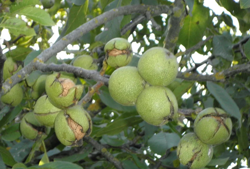 کسب و کار استانها