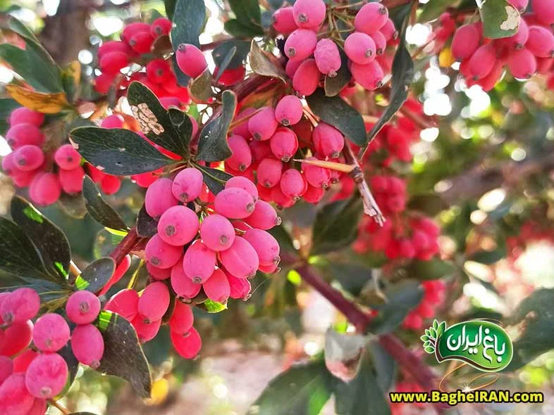 خواص | زرشک