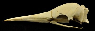 gannet-skull_01.jpg