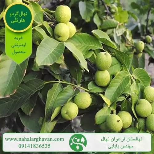 کسب و کار استانها