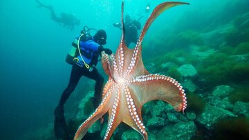 octopus.jpg