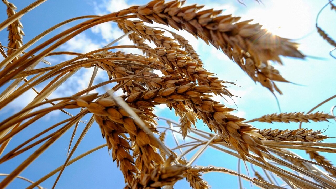 تولید ۵۰ درصد گندم مورد نیاز کشور در خوزستان