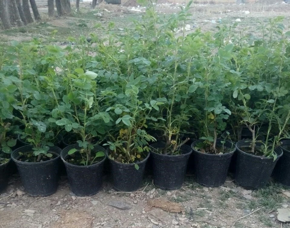 کسب و کار استانها