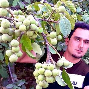 سرمایه | سرمایه گذاری | گردو