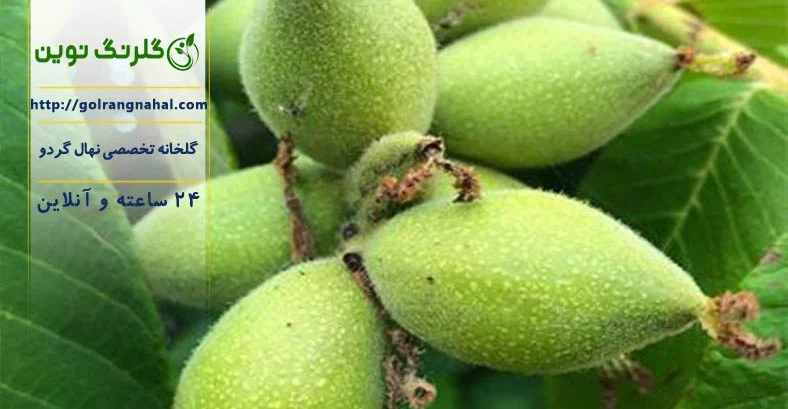 کسب و کار استانها