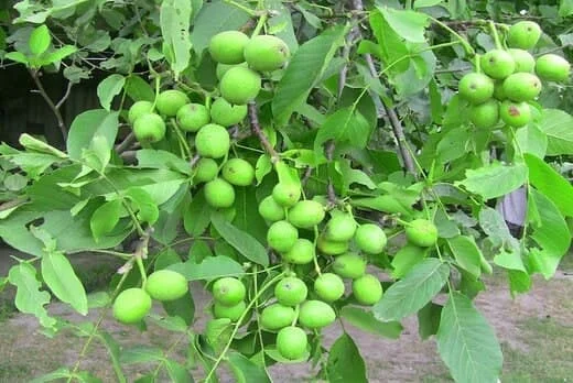 کسب و کار استانها