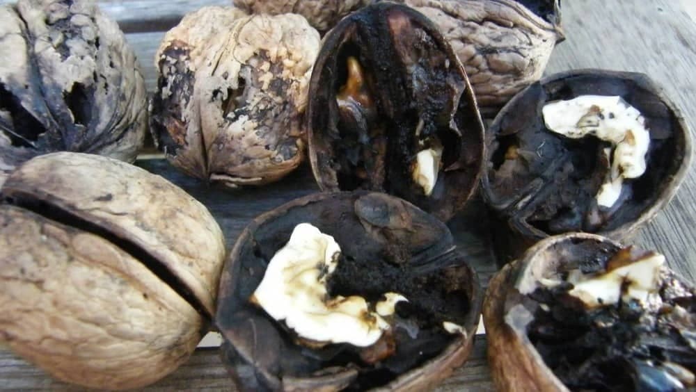 عمومی