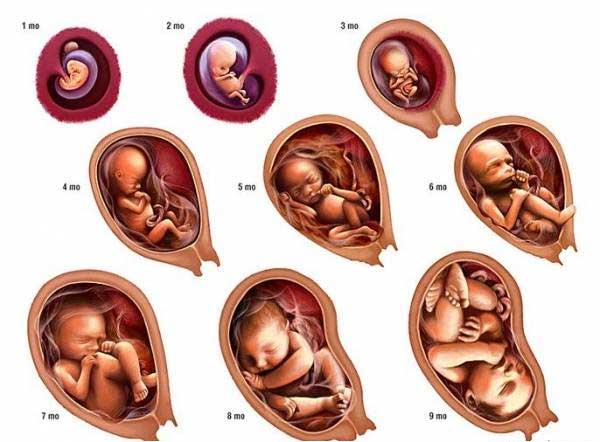 مراحل رشد جنین هفته به هفته با تصویر