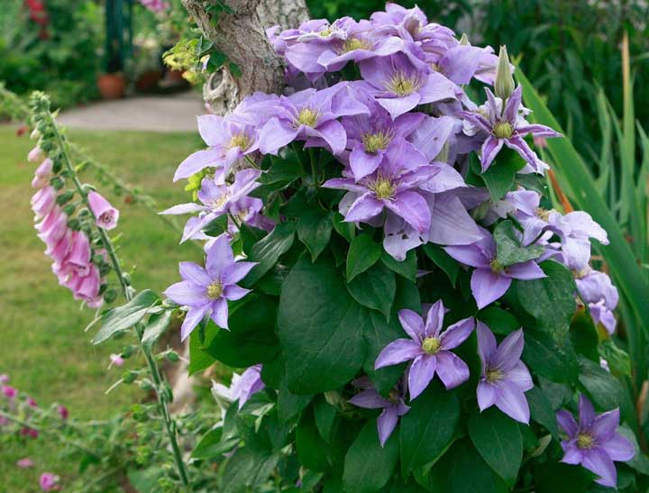 The four-season flowering plant that you should know