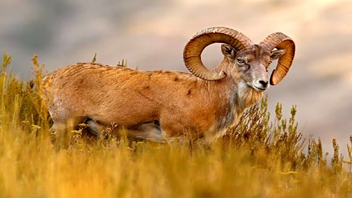 رها سازی یک رأس قوچ وحشی در پارک ملی سرخه حصار