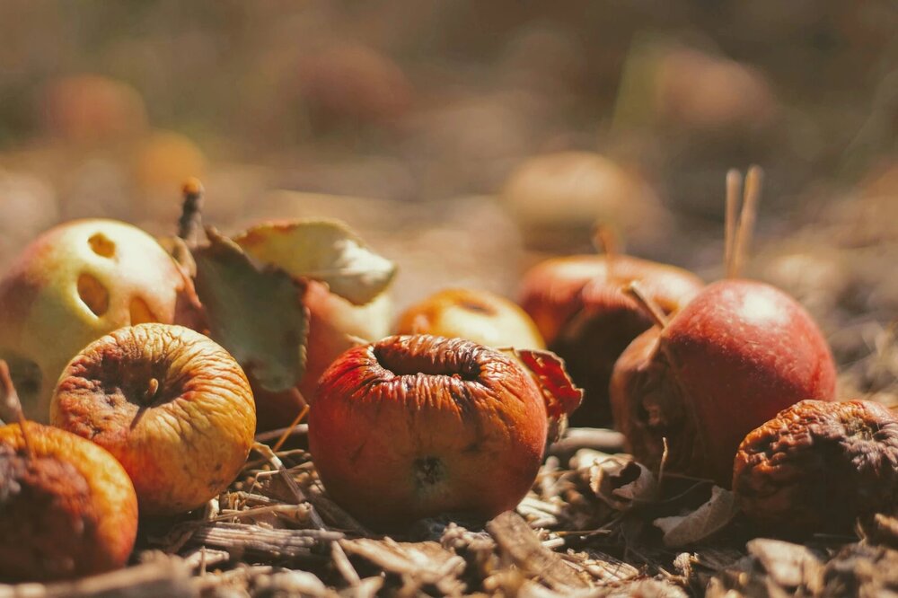 ضایعات مواد غذایی برچسب جدیدی در گرسنگی