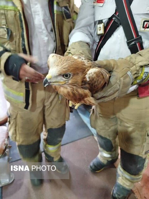 مار فوق سمی در منطقه صنعتی خرمدشت زنده گیری شد