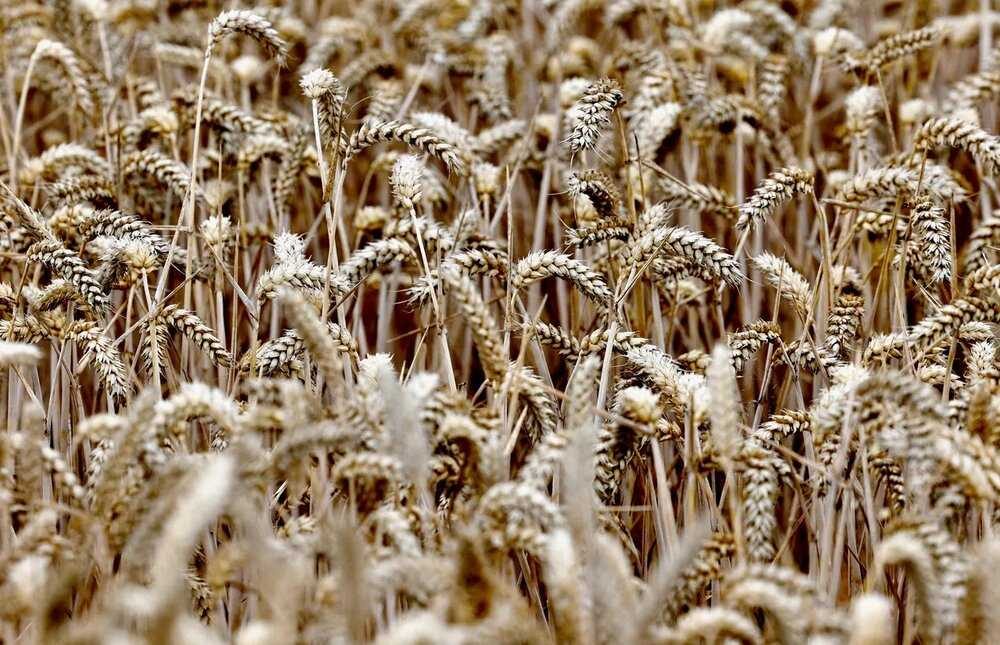 قیمت جهانی مواد غذایی اندکی کاهش یافت