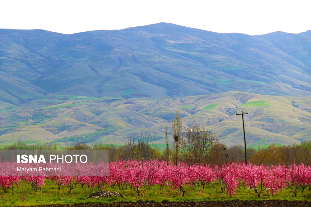 شکوفه های بهاری - همدان