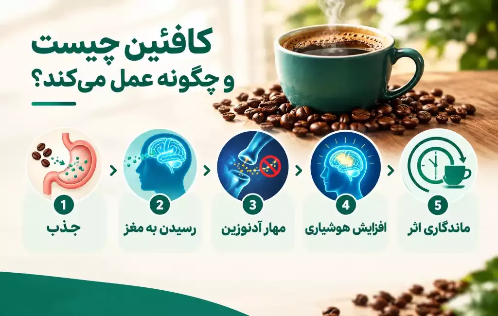کافئین چیست و چگونه عمل می کند؟
